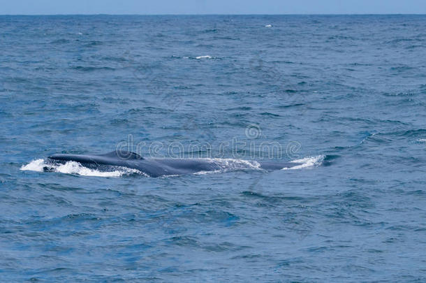 在斯里兰卡观看<strong>蓝鲸</strong>