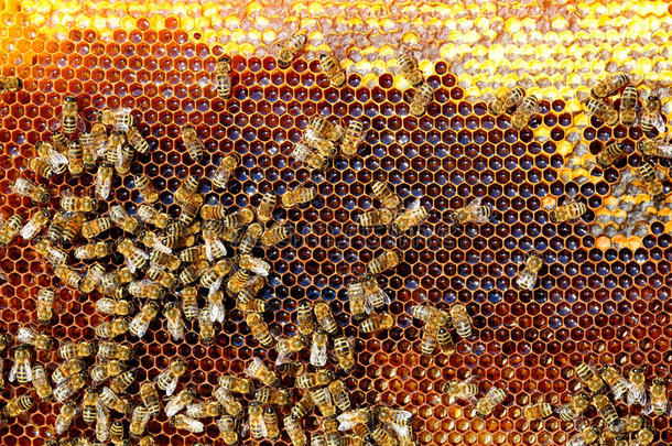 蜜蜂将花蜜转化为蜂蜜，并将其覆盖在蜂窝中