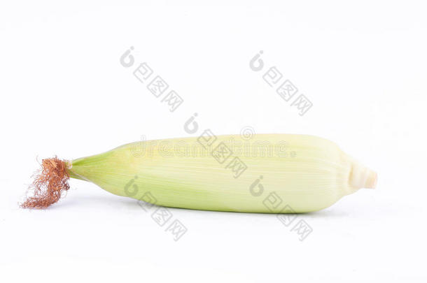 分离的白底蔬菜上的甜玉米穗在Cobs籽粒或成熟玉米粒上
