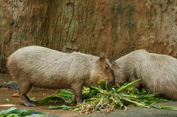 卡比巴拉，泰国动物园的卡比巴拉，动物，野生动物。