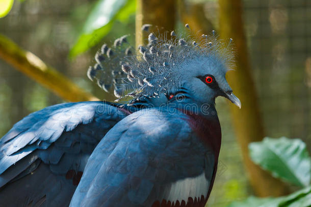 鸟，维多利亚加冕鸽子-古拉维多利亚，动物，野生动物。
