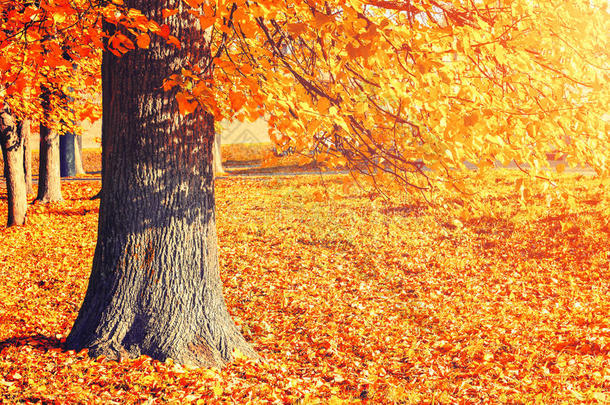 秋天风景如画-落叶秋树，落叶被阳光照亮