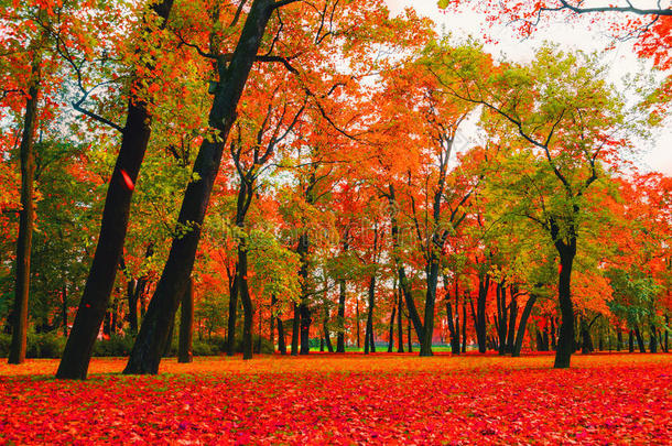 秋季明亮的自然-红色和橙色的秋树在城市公园在多云的秋季天气