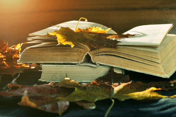 秋静物——枯叶明媚阳光中的旧书