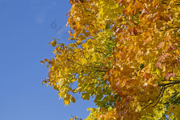 秋天万里无云着色变色的树叶