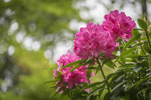 杜鹃花