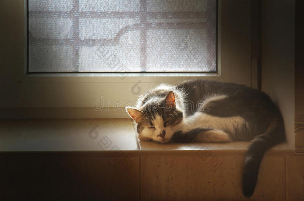 家猫睡在阳光照亮的瓷砖窗台上