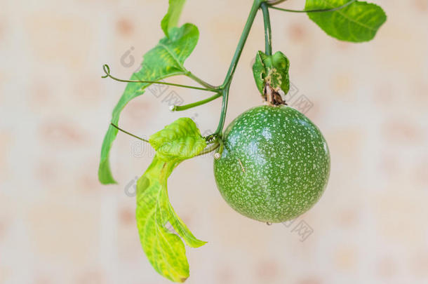 新鲜激情水果的封闭视图。 它是饮食的好水果