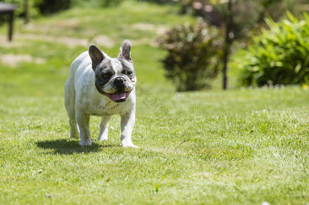 法国斗牛犬犬狼疮熟悉