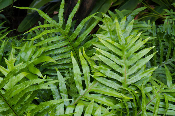 蕨类植物创造了蕨类植物的背景模式，蕨类植物在森林中