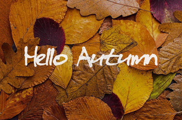 秋天的叶子五颜六色的背景。 你好，秋季概念壁纸。