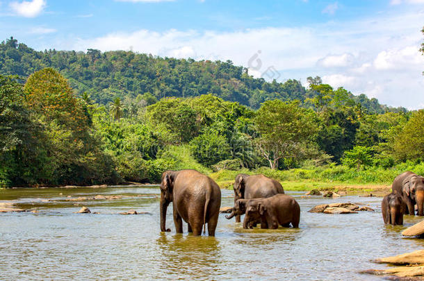 河里的一群大象