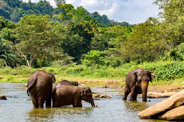 斯里兰卡河上的大象