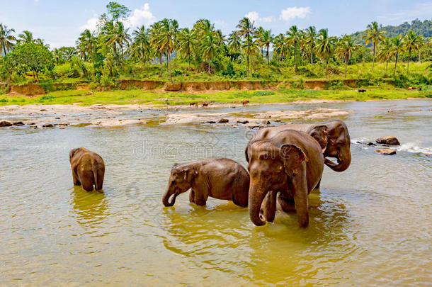 河里有趣的大象
