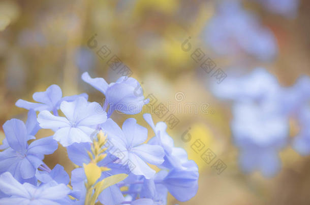 花园里的<strong>蓝色花</strong>是用老式过滤器做的，春天中期阳光下的<strong>蓝色花</strong>。