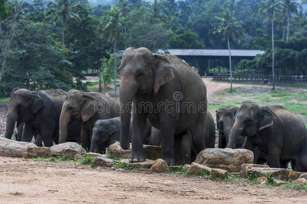 在斯里兰卡中部的尖峰瓦拉象孤儿院的大象。