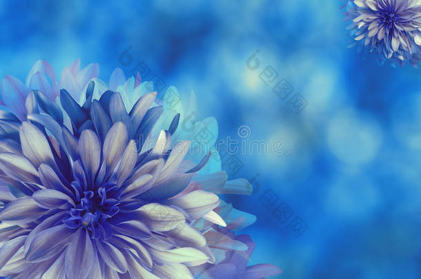 蓝色的绿松石花，在蓝色模糊的背景上。 特写镜头。 明亮的花卉构图，节日卡片。 流动的拼贴