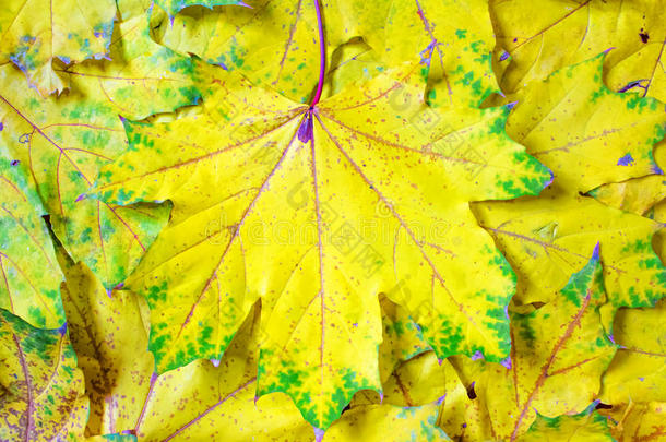 黄色枫叶背景，秋季抽象，壁纸