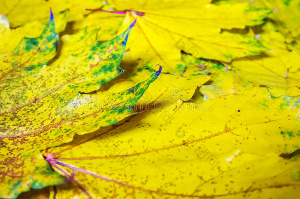黄色枫叶背景，秋季抽象，壁纸