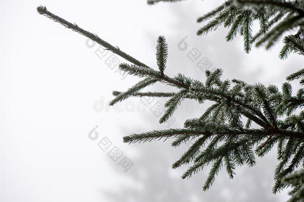 圣诞节云杉树的背景在寒冷的一天在sn
