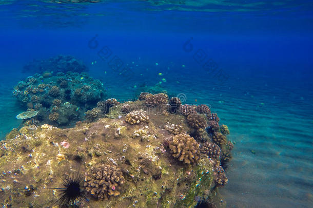 深海和珊瑚礁景观。 珊瑚礁动物。 海洋生态系统。