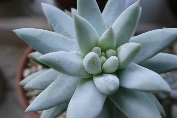 多肉植物