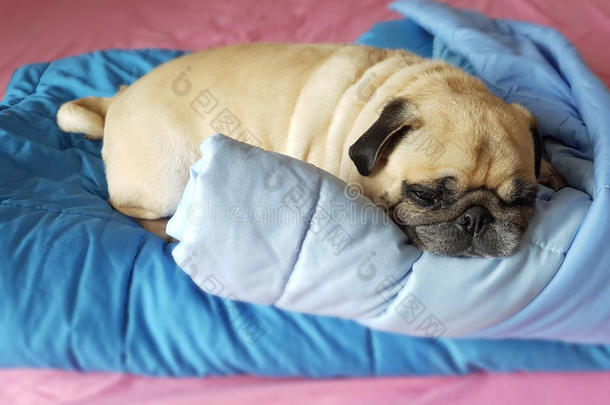 胖懒的小狗在床上躺在毯子上睡觉