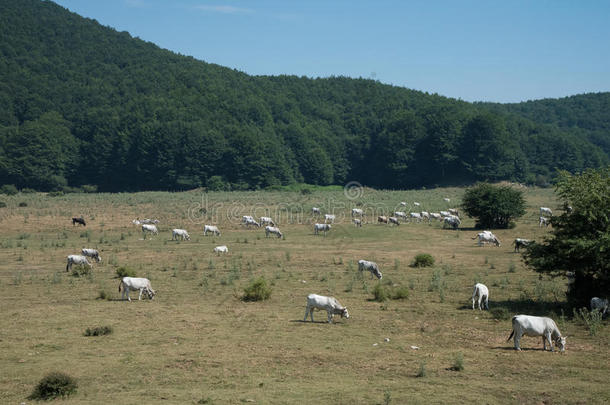 牛和牧场。 意大利阿彭尼斯。 坎帕尼亚。 意大利南部