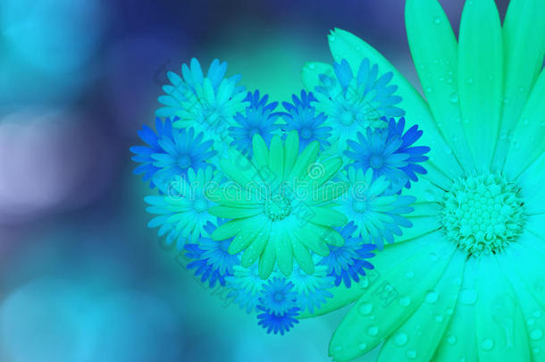 蓝绿色的花，在蓝绿色模糊的背景上。 特写镜头。 明亮的花卉构图，节日卡片。 拼贴