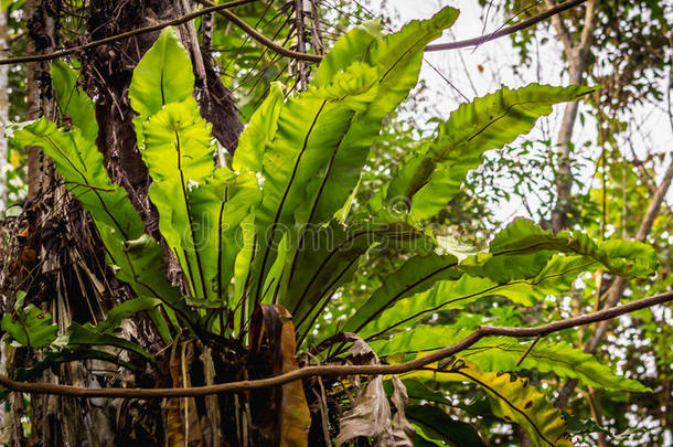 热带雨林中的鸟窝蕨类植物