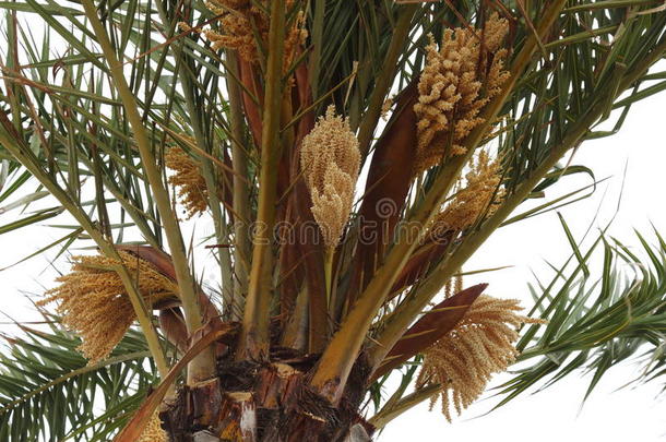 盛开的棕榈树在法国勒格劳-杜-罗伊