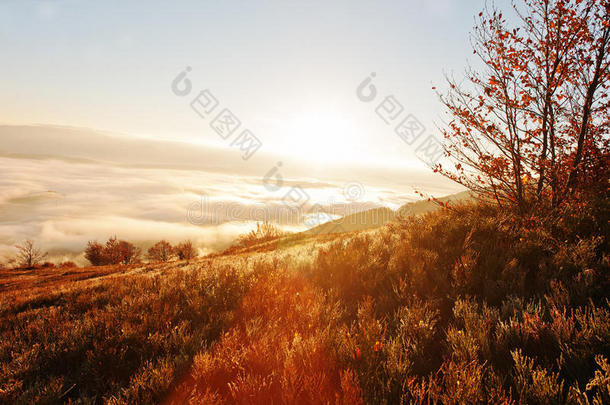 秋三背景令人惊叹的风景如画的喀尔巴阡山脉在雾和早晨日出。 世界之美
