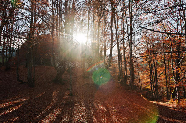 秋天的森林风景与温暖的光线照亮了金色的叶子。