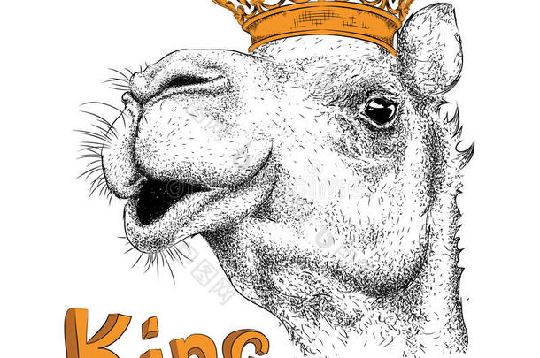 手绘皇冠上骆驼的形象肖像。 用于印刷，海报，t恤。 手绘矢量插图
