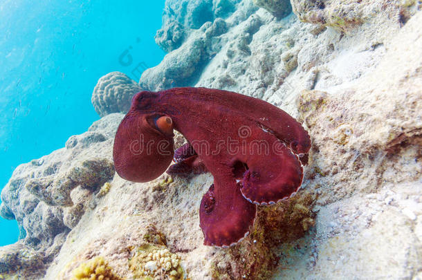 坐在马尔代夫珊瑚礁上的<strong>红章</strong>鱼