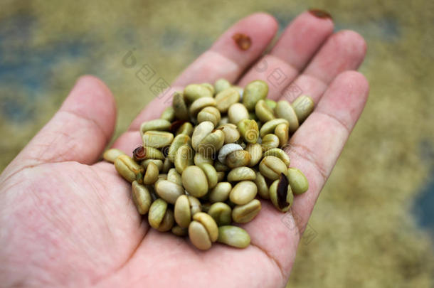 农业阿拉比卡咖啡<strong>背景豆浆</strong>果