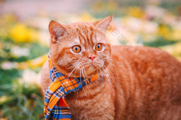 美丽的红色英国猫，黄眼睛，蓝色围巾户外。 黄叶的秋天猫。