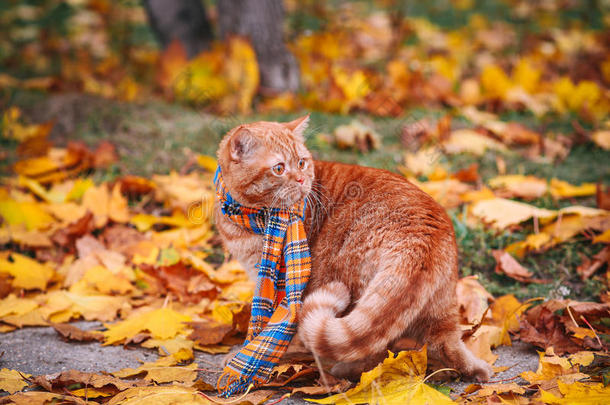 美丽的红色英国猫，黄眼睛，蓝色围巾户外。 黄叶的秋天猫。