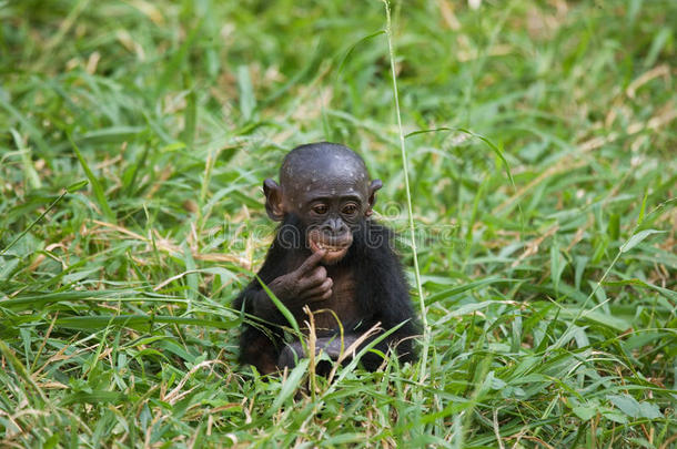 一个小波波坐在草地上。 刚果民主共和国。 洛拉亚·博诺博国家公园。