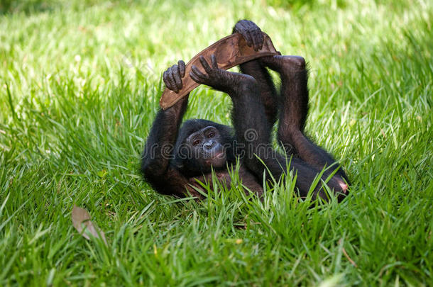 躺在草地上的倭黑猩猩宝宝。刚果民主共和国。洛拉亚倭黑猩猩国家公园。