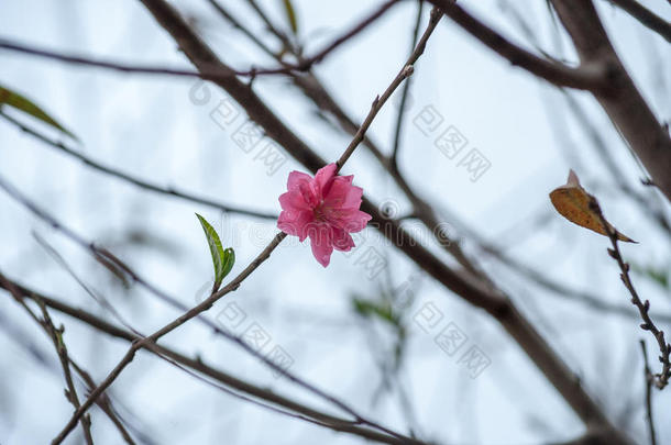 春天的花朵。 春天梅花盛开，