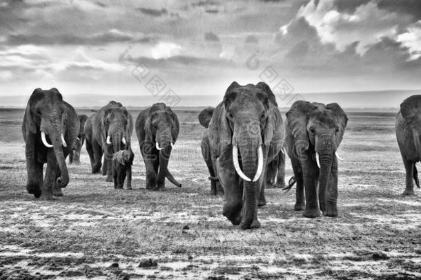 大象家族在非洲大草原上行走，摄影师
