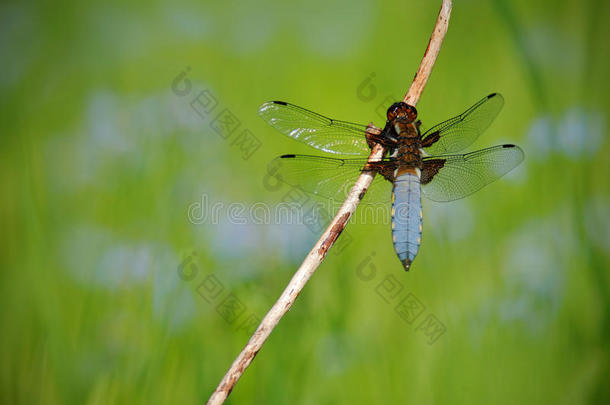 宽体追逐者，LibellulaDressa。 蜻蜓离开时的宏观图片。 大自然中的蜻蜓。 大自然中的蜻蜓
