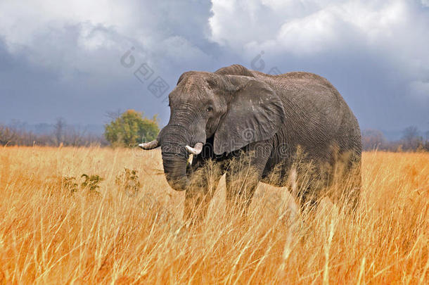 大象在华格国家公园里穿过高大的干草，天空背景多云