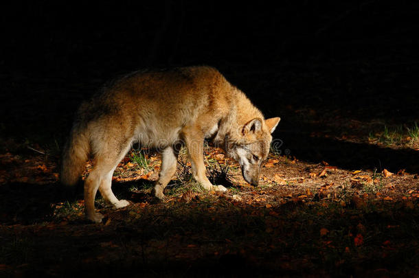 灰<strong>狼</strong>，犬<strong>狼</strong>疮，在黑暗的森林里。 隐藏在森林里的<strong>狼</strong>。 来自大自然的野生动物场景。 美丽的光与动物。