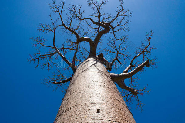 背景为蓝天的猴面包树。马达加斯加。