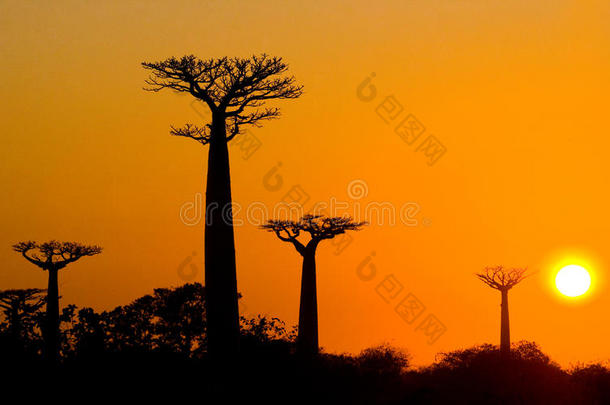 日落时的猴面包树大道。 <strong>一</strong>般看法。 马达加斯加。