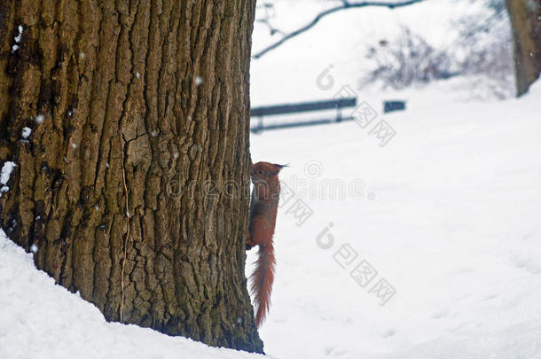 松鼠红松鼠森林森林生活冬天