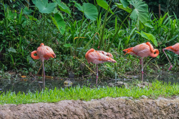 五只粉红色和橙色火烈鸟站在浅水新加坡