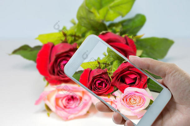 手拿智能手机在玫瑰红色到粉红色